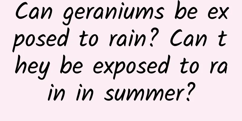Can geraniums be exposed to rain? Can they be exposed to rain in summer?