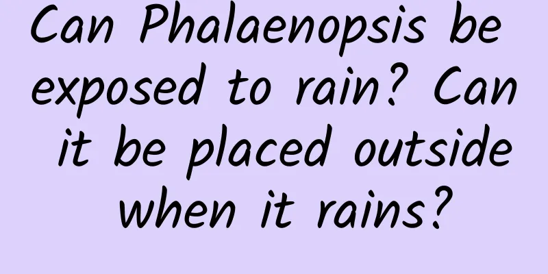 Can Phalaenopsis be exposed to rain? Can it be placed outside when it rains?