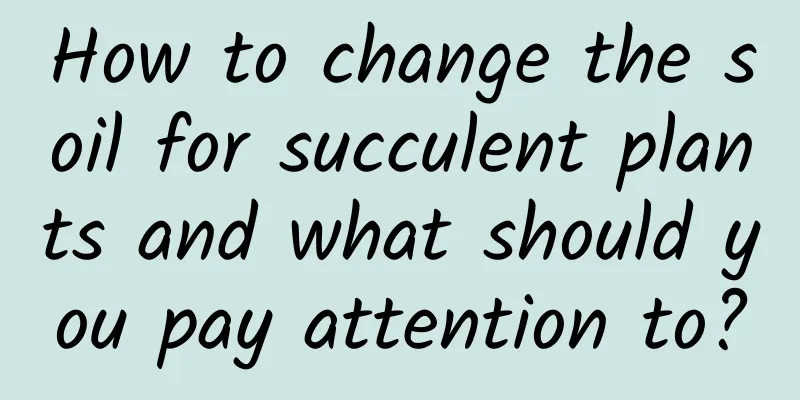 How to change the soil for succulent plants and what should you pay attention to?