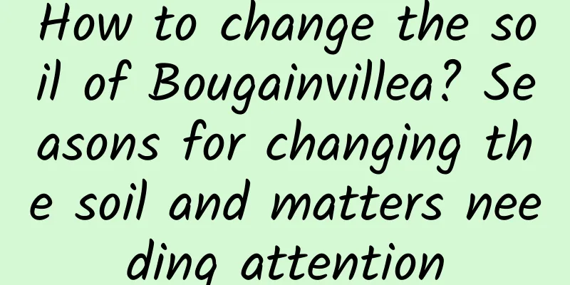 How to change the soil of Bougainvillea? Seasons for changing the soil and matters needing attention