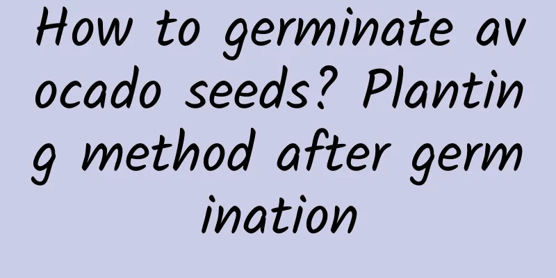 How to germinate avocado seeds? Planting method after germination