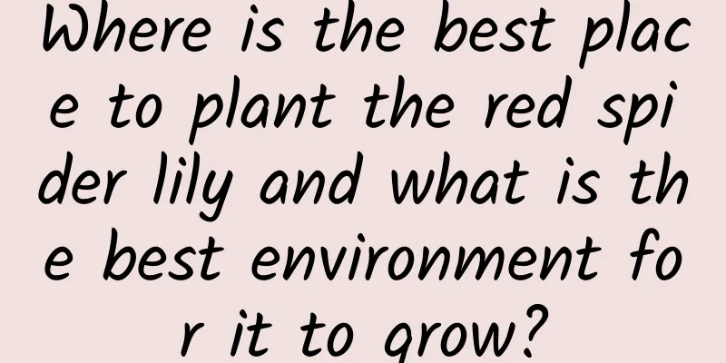 Where is the best place to plant the red spider lily and what is the best environment for it to grow?