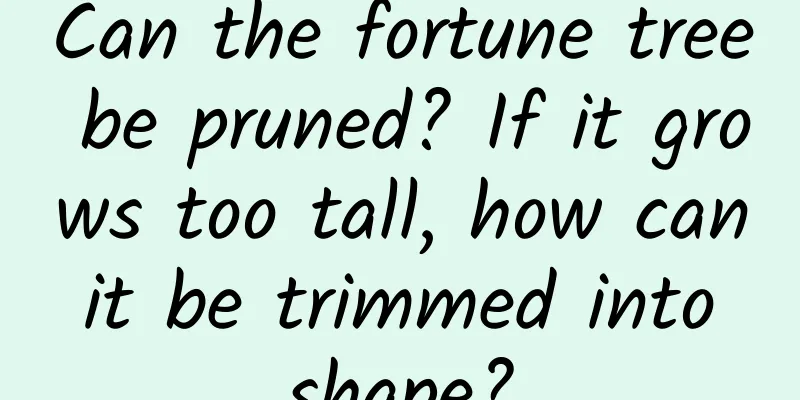 Can the fortune tree be pruned? If it grows too tall, how can it be trimmed into shape?