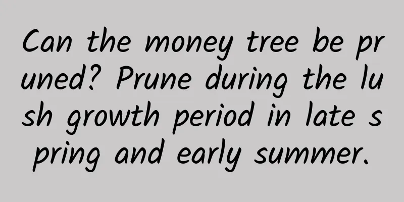 Can the money tree be pruned? Prune during the lush growth period in late spring and early summer.