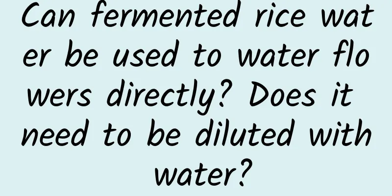 Can fermented rice water be used to water flowers directly? Does it need to be diluted with water?