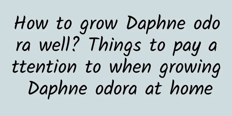 How to grow Daphne odora well? Things to pay attention to when growing Daphne odora at home