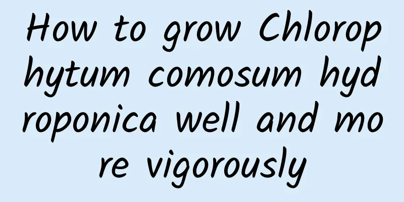 How to grow Chlorophytum comosum hydroponica well and more vigorously