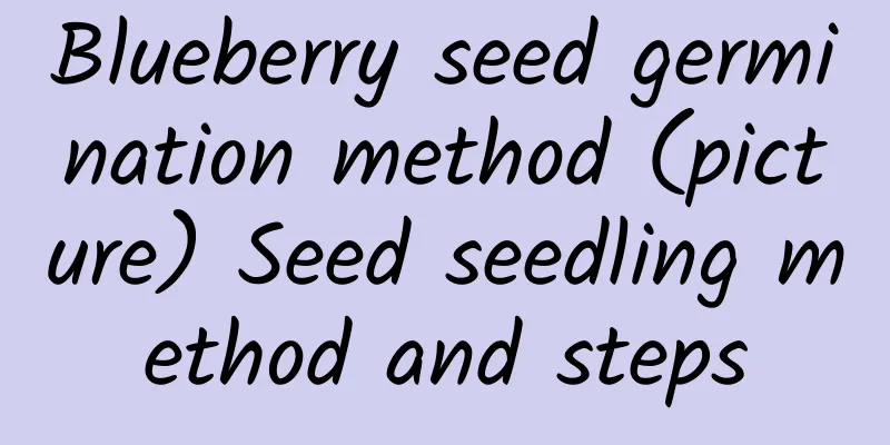 Blueberry seed germination method (picture) Seed seedling method and steps
