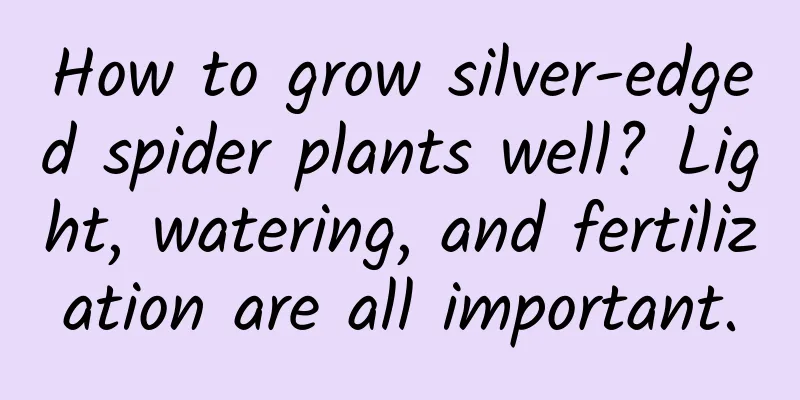 How to grow silver-edged spider plants well? Light, watering, and fertilization are all important.
