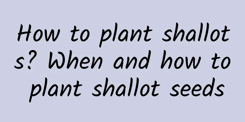 How to plant shallots? When and how to plant shallot seeds