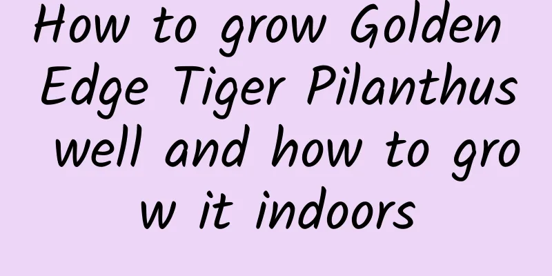 How to grow Golden Edge Tiger Pilanthus well and how to grow it indoors