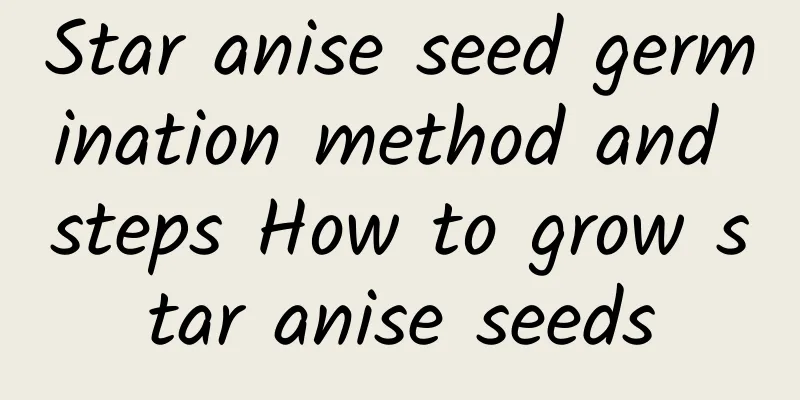 Star anise seed germination method and steps How to grow star anise seeds