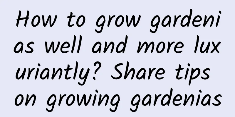 How to grow gardenias well and more luxuriantly? Share tips on growing gardenias