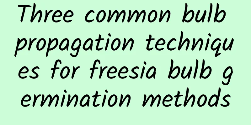 Three common bulb propagation techniques for freesia bulb germination methods