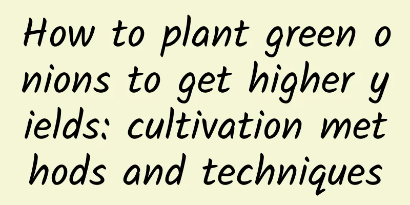 How to plant green onions to get higher yields: cultivation methods and techniques