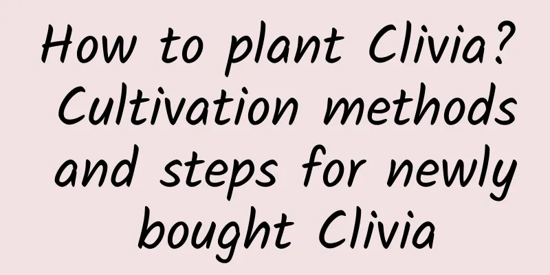 How to plant Clivia? Cultivation methods and steps for newly bought Clivia