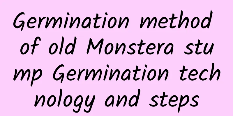 Germination method of old Monstera stump Germination technology and steps
