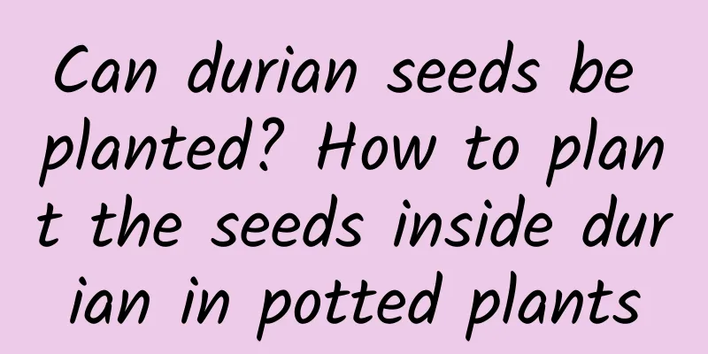 Can durian seeds be planted? How to plant the seeds inside durian in potted plants