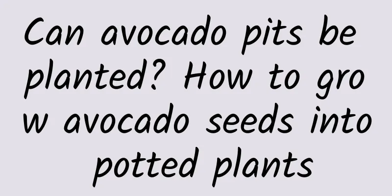 Can avocado pits be planted? How to grow avocado seeds into potted plants