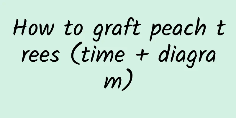 How to graft peach trees (time + diagram)