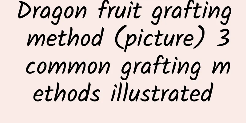Dragon fruit grafting method (picture) 3 common grafting methods illustrated