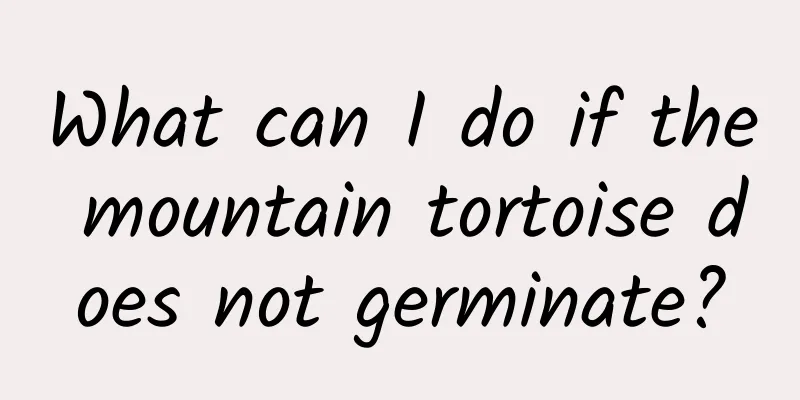 What can I do if the mountain tortoise does not germinate?