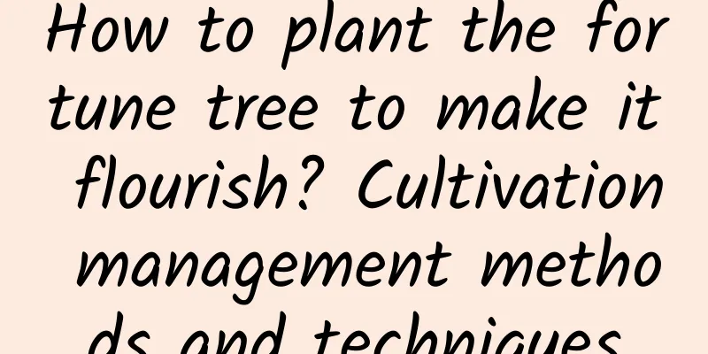 How to plant the fortune tree to make it flourish? Cultivation management methods and techniques