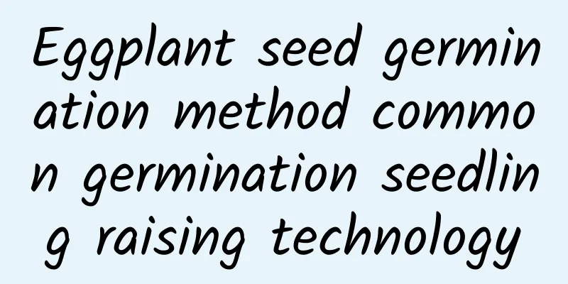 Eggplant seed germination method common germination seedling raising technology