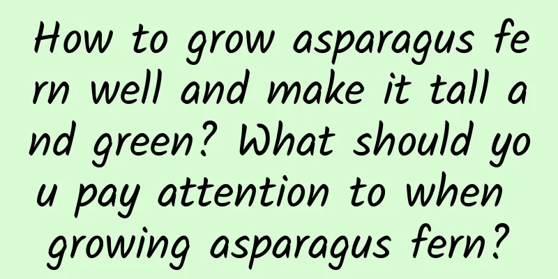How to grow asparagus fern well and make it tall and green? What should you pay attention to when growing asparagus fern?