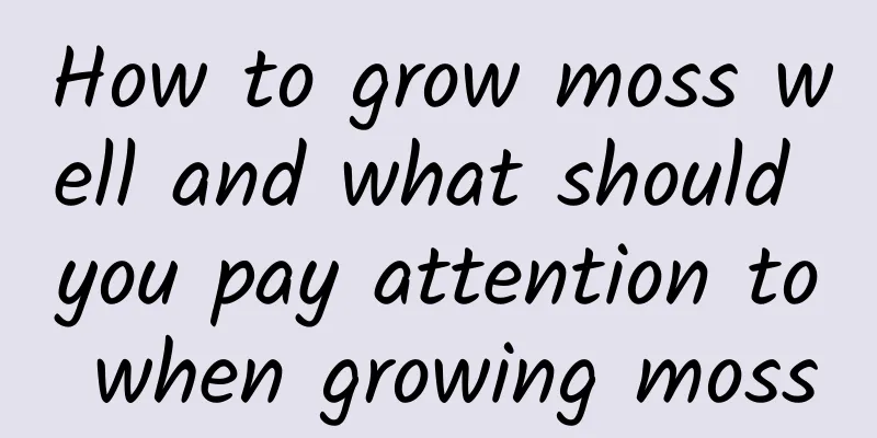 How to grow moss well and what should you pay attention to when growing moss