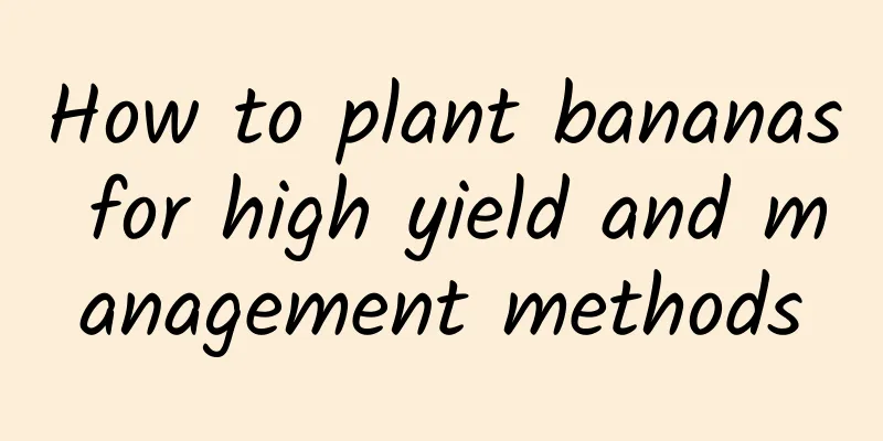 How to plant bananas for high yield and management methods