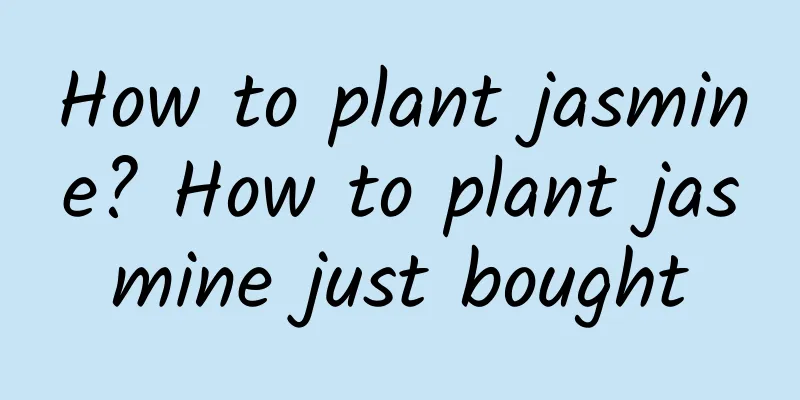 How to plant jasmine? How to plant jasmine just bought