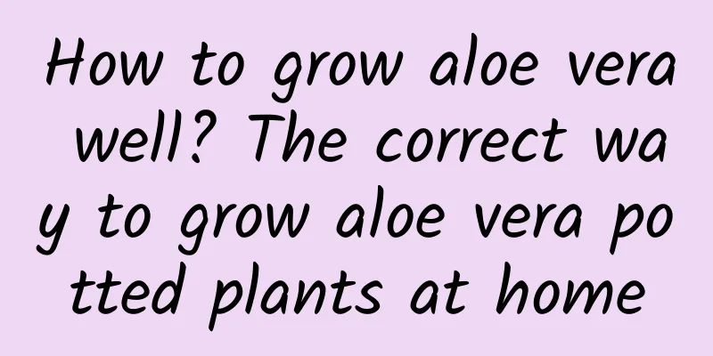 How to grow aloe vera well? The correct way to grow aloe vera potted plants at home