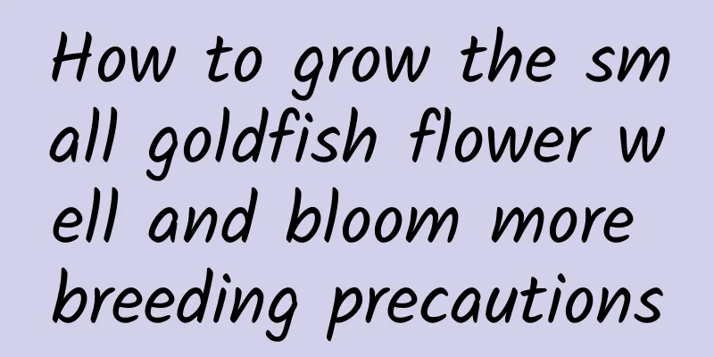 How to grow the small goldfish flower well and bloom more breeding precautions