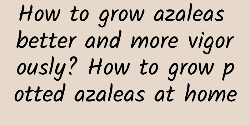 How to grow azaleas better and more vigorously? How to grow potted azaleas at home