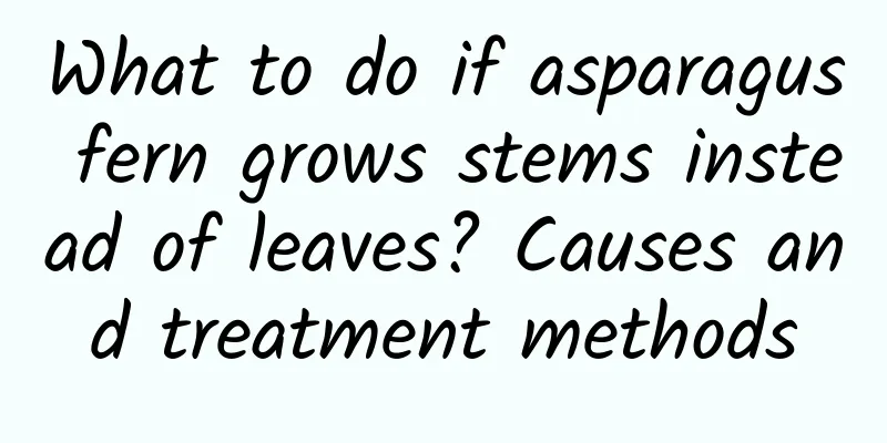 What to do if asparagus fern grows stems instead of leaves? Causes and treatment methods