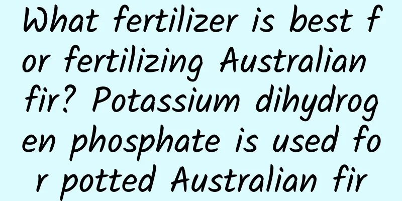 What fertilizer is best for fertilizing Australian fir? Potassium dihydrogen phosphate is used for potted Australian fir