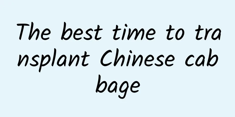 The best time to transplant Chinese cabbage