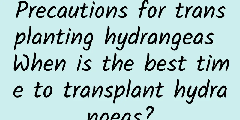 Precautions for transplanting hydrangeas When is the best time to transplant hydrangeas?