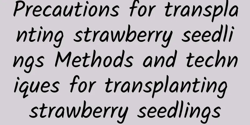 Precautions for transplanting strawberry seedlings Methods and techniques for transplanting strawberry seedlings