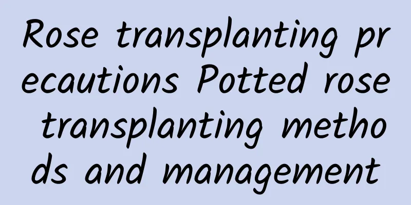 Rose transplanting precautions Potted rose transplanting methods and management