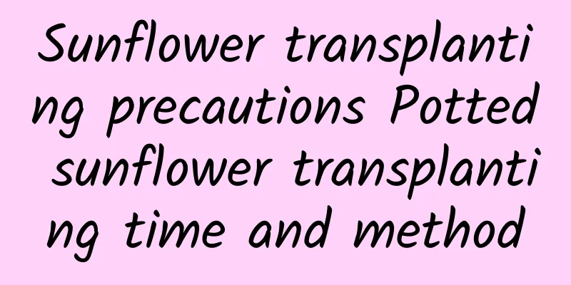 Sunflower transplanting precautions Potted sunflower transplanting time and method
