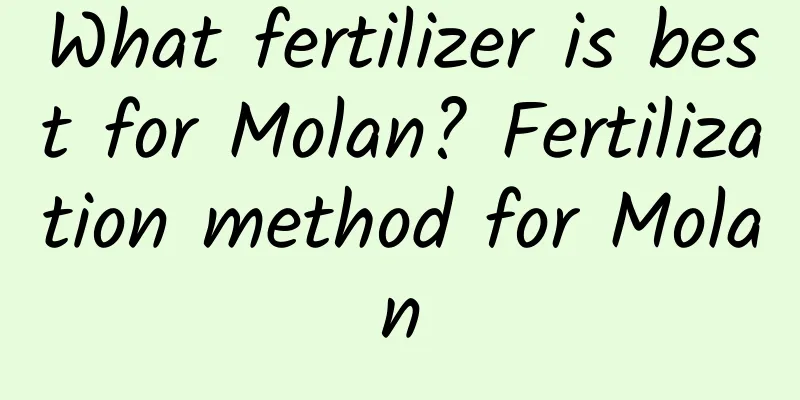 What fertilizer is best for Molan? Fertilization method for Molan