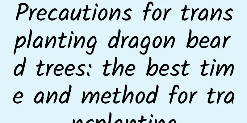 Precautions for transplanting dragon beard trees: the best time and method for transplanting