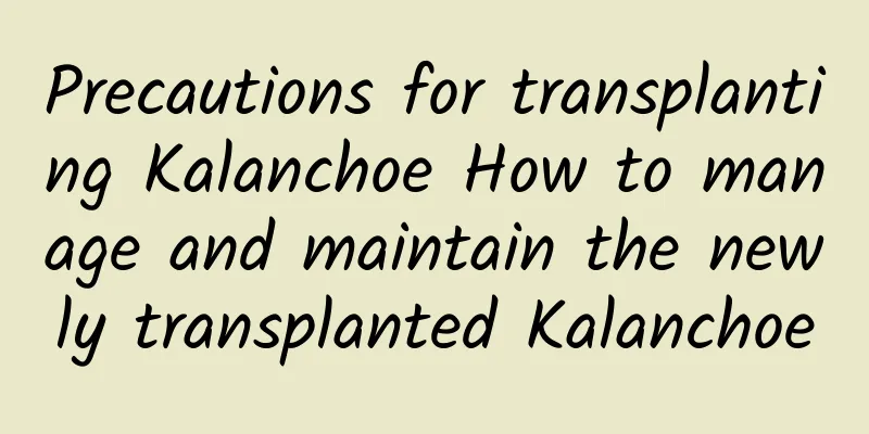 Precautions for transplanting Kalanchoe How to manage and maintain the newly transplanted Kalanchoe