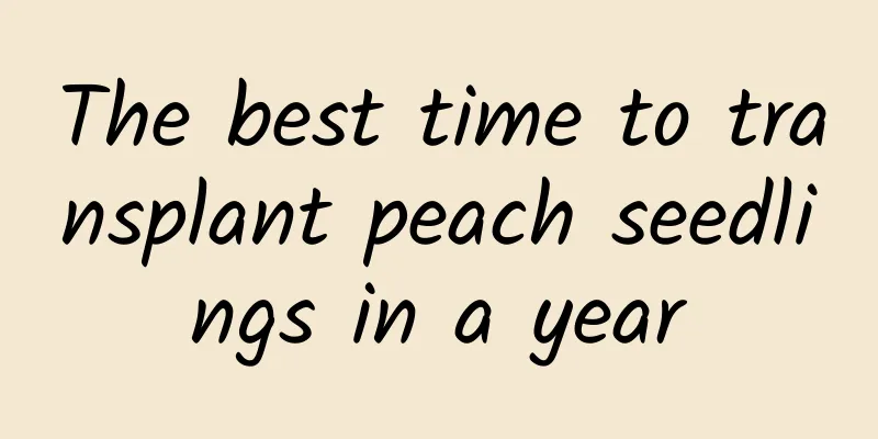 The best time to transplant peach seedlings in a year