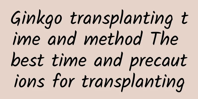 Ginkgo transplanting time and method The best time and precautions for transplanting