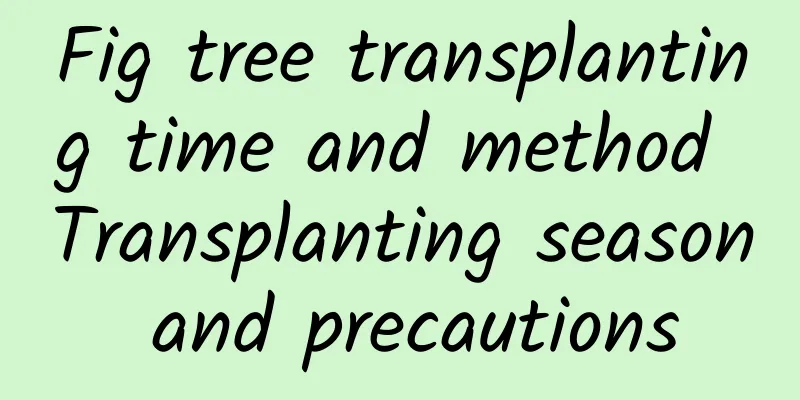 Fig tree transplanting time and method Transplanting season and precautions