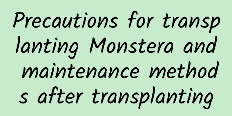 Precautions for transplanting Monstera and maintenance methods after transplanting