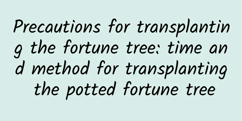Precautions for transplanting the fortune tree: time and method for transplanting the potted fortune tree